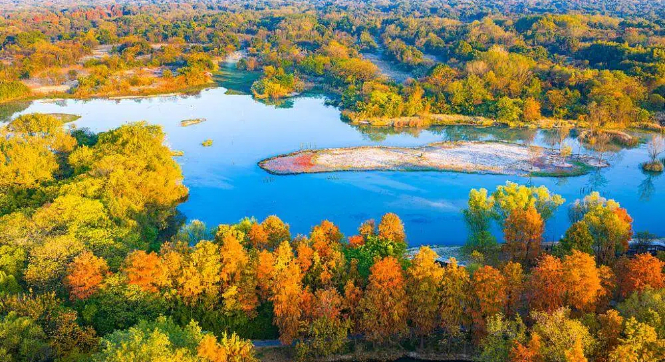 西溪湿地水杉红黄绿交织