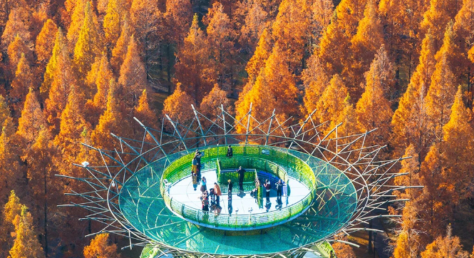 黄海森林公园万亩水杉林进入最佳观赏期